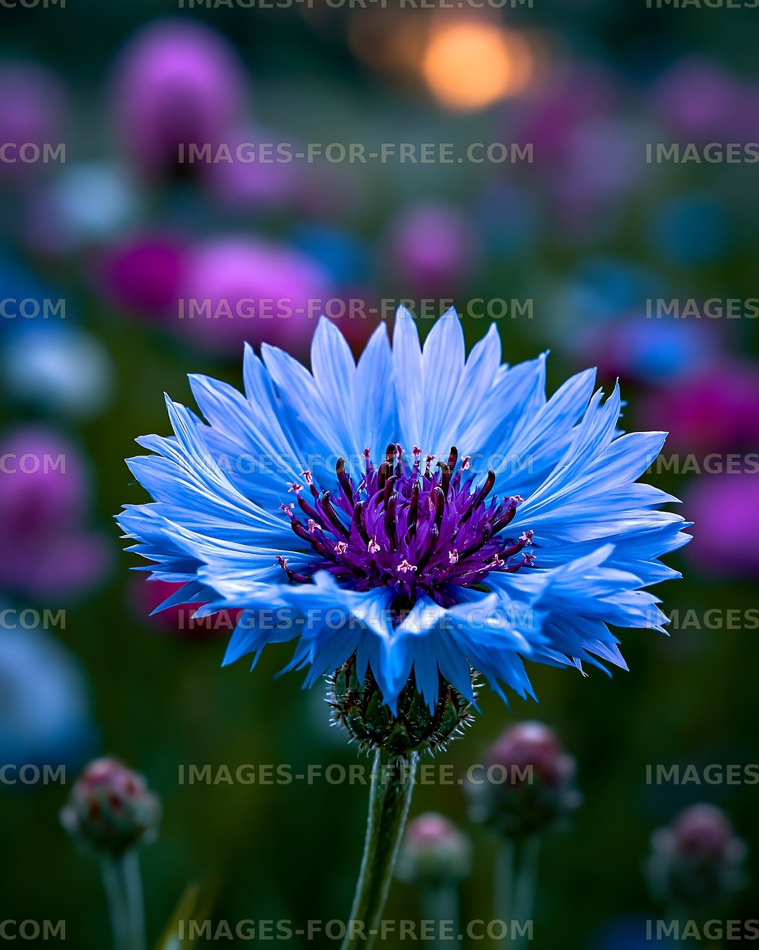 Bright blue flower in a colorful garden at sunset
