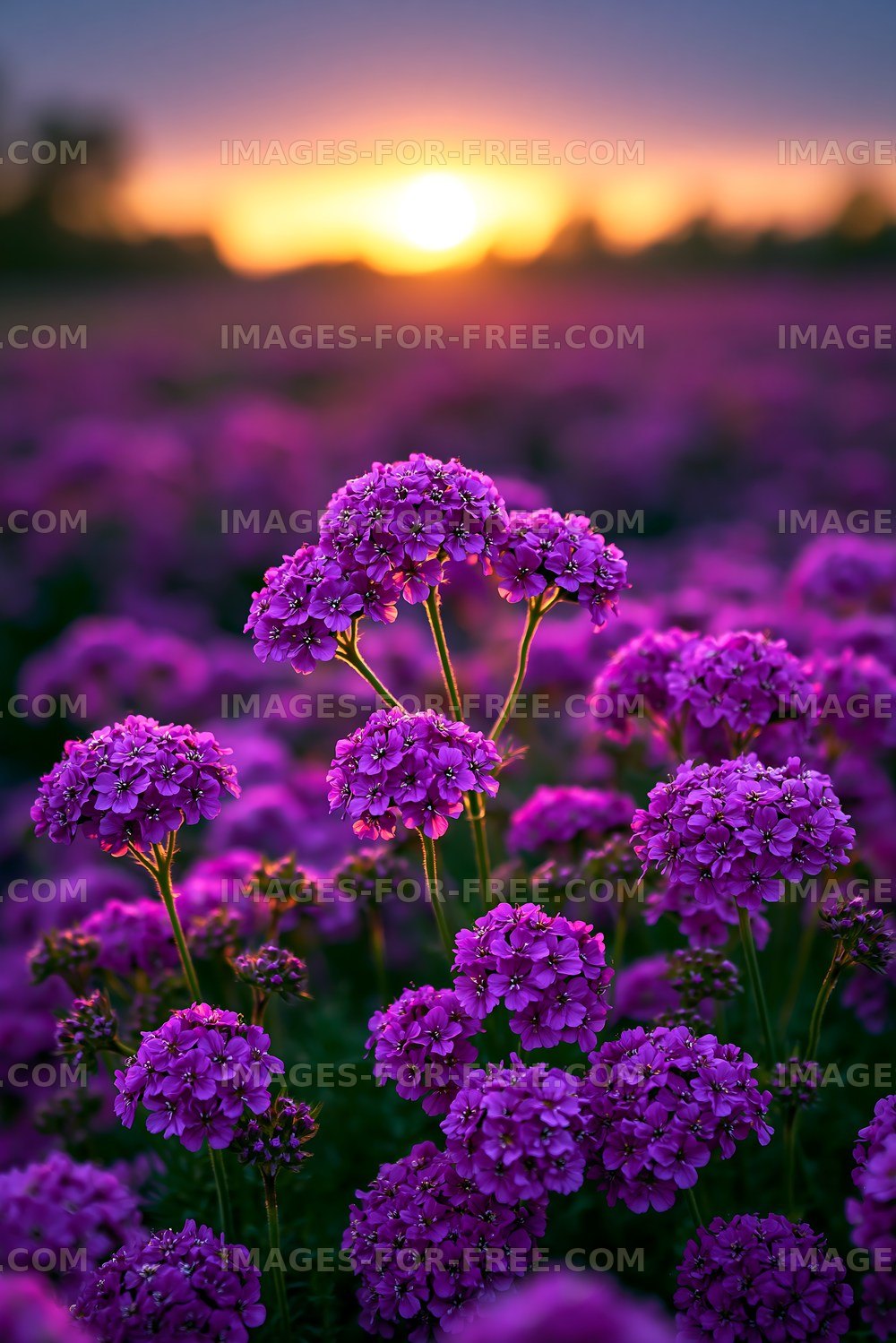 Purple flowers blooming at sunset in a field