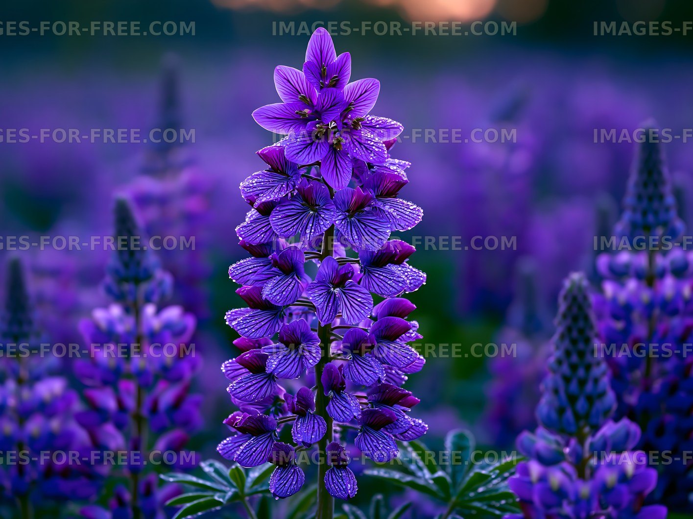 Purple lupine flowers in a field during sunset