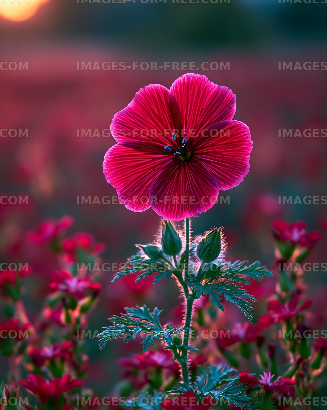Bright pink flower stands tall in a blooming field at sunset