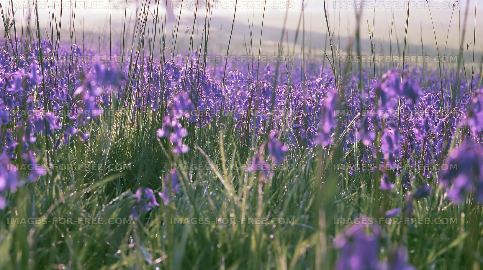 Violet flowers bloom in a lush green field during early morning