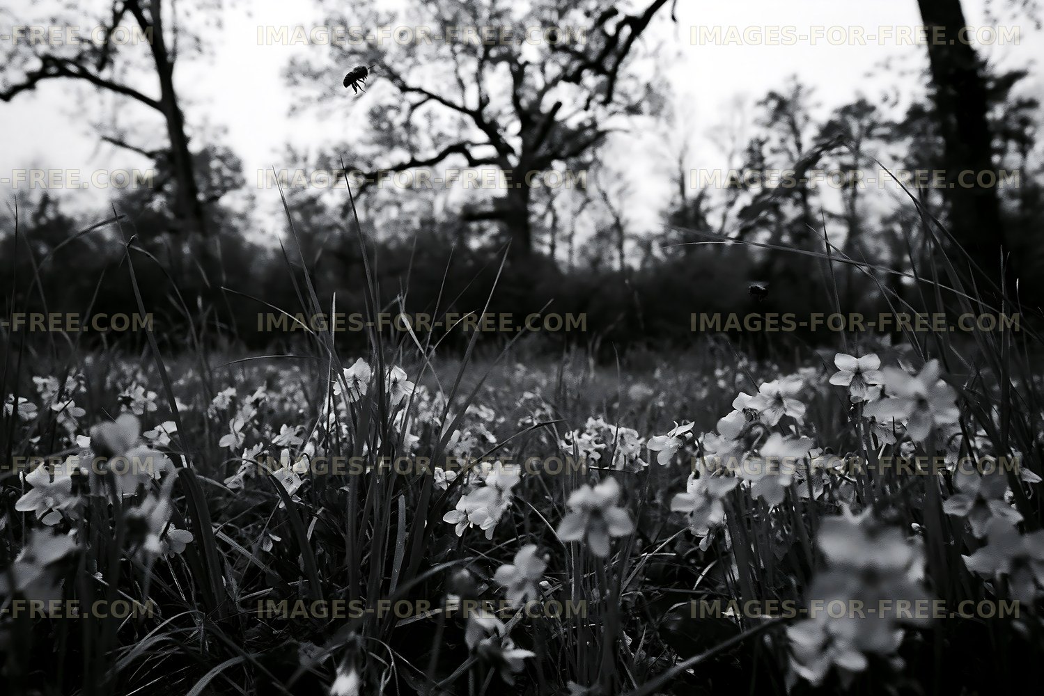 Flowers and insects in a forest during early morning