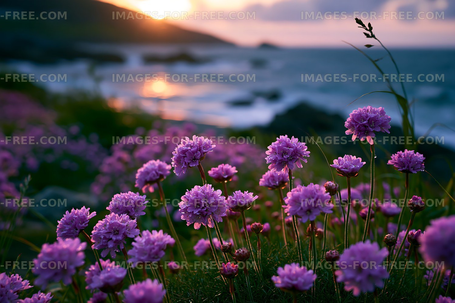 Sunset over ocean with blooming flowers on rocky shore