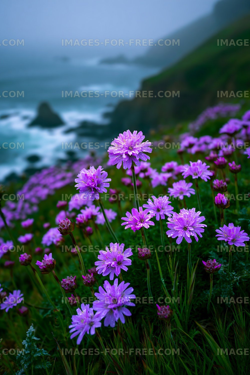 Flowers blooming on a coastal cliff by the ocean
