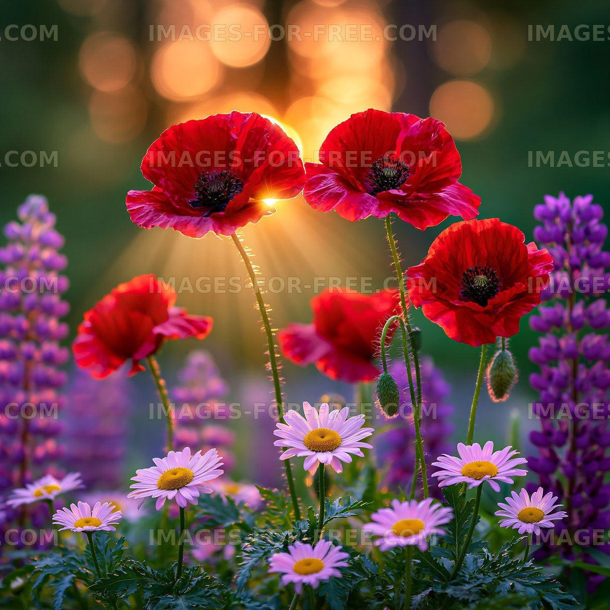 Colorful flower display with poppies and daisies at sunset