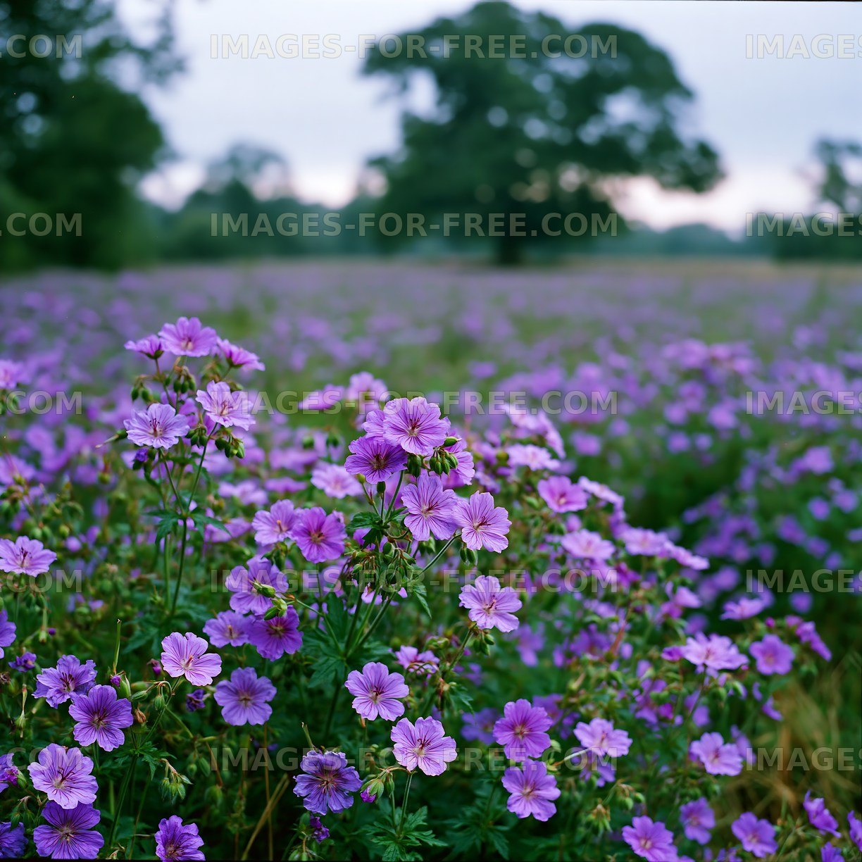 Field of purple flowers under cloudy sky
