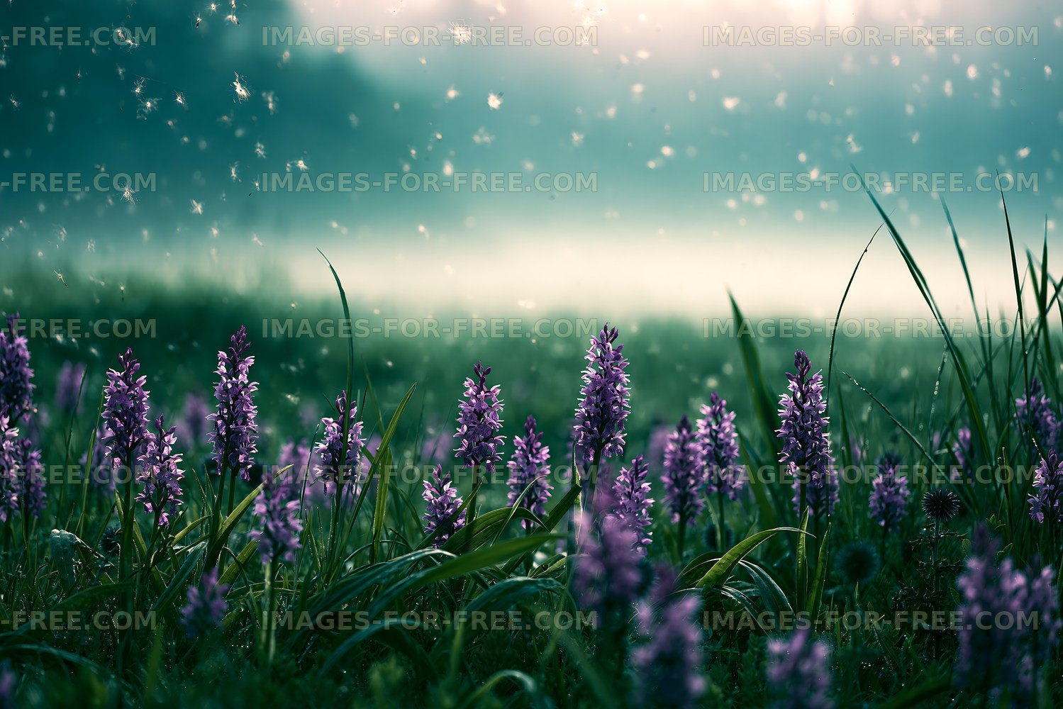 Violet flowers bloom in a misty field during light rain