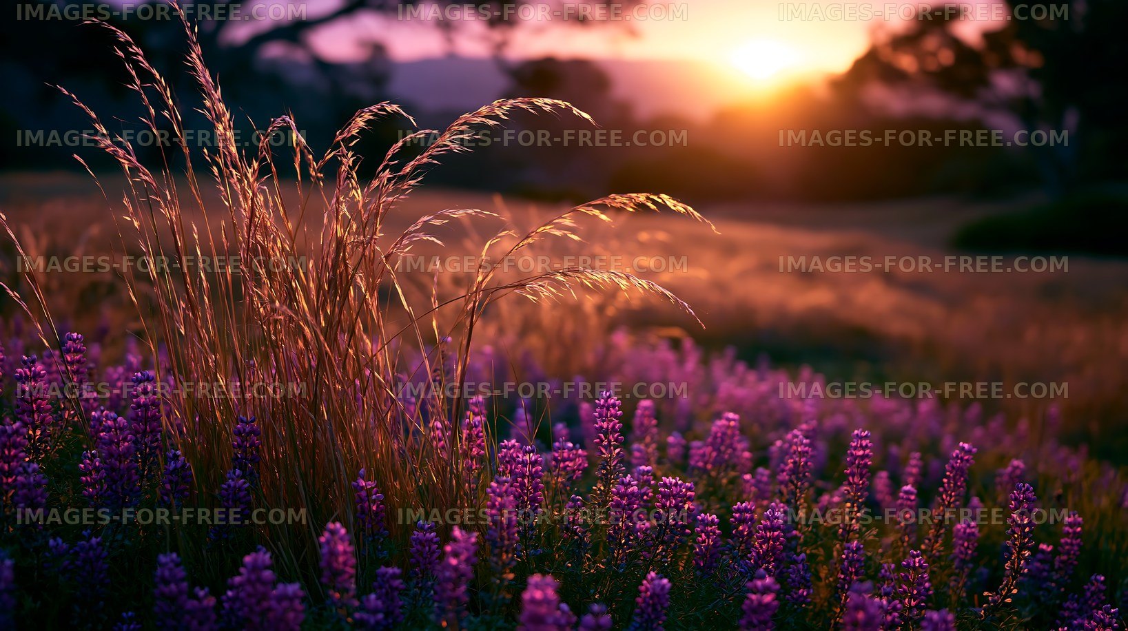 Sunset over lavender field with tall grasses