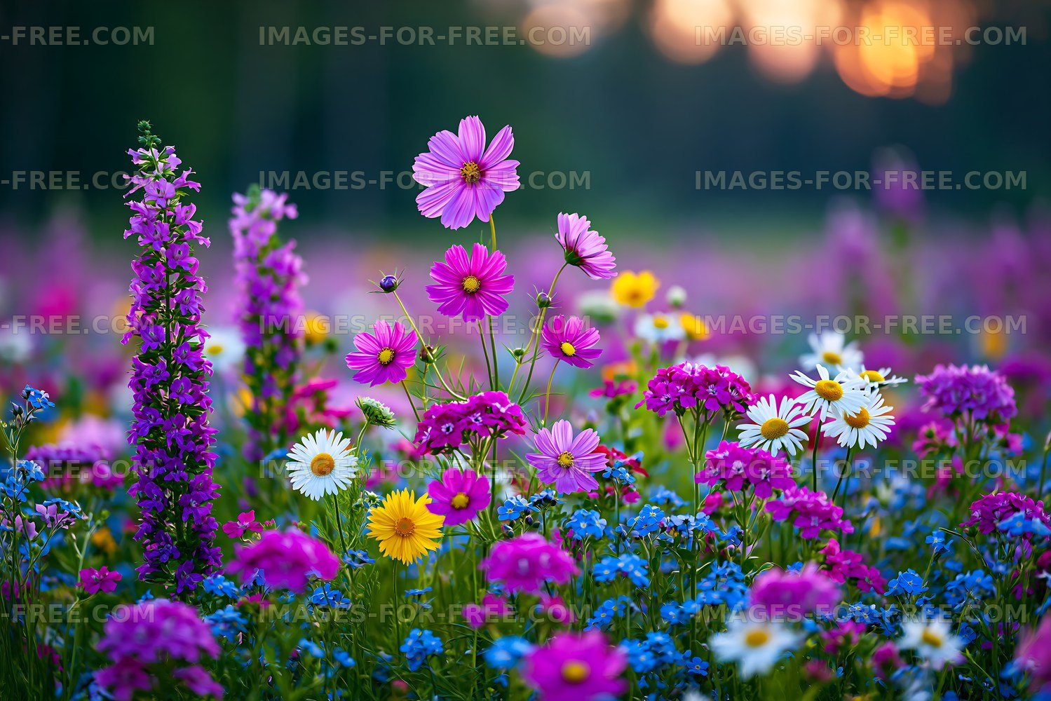 Colorful wildflower field during sunset