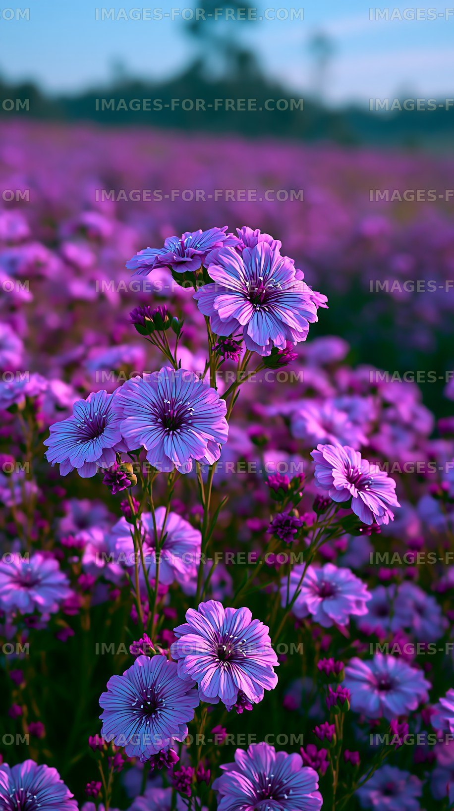 Purple flowers in a blooming field during golden hour