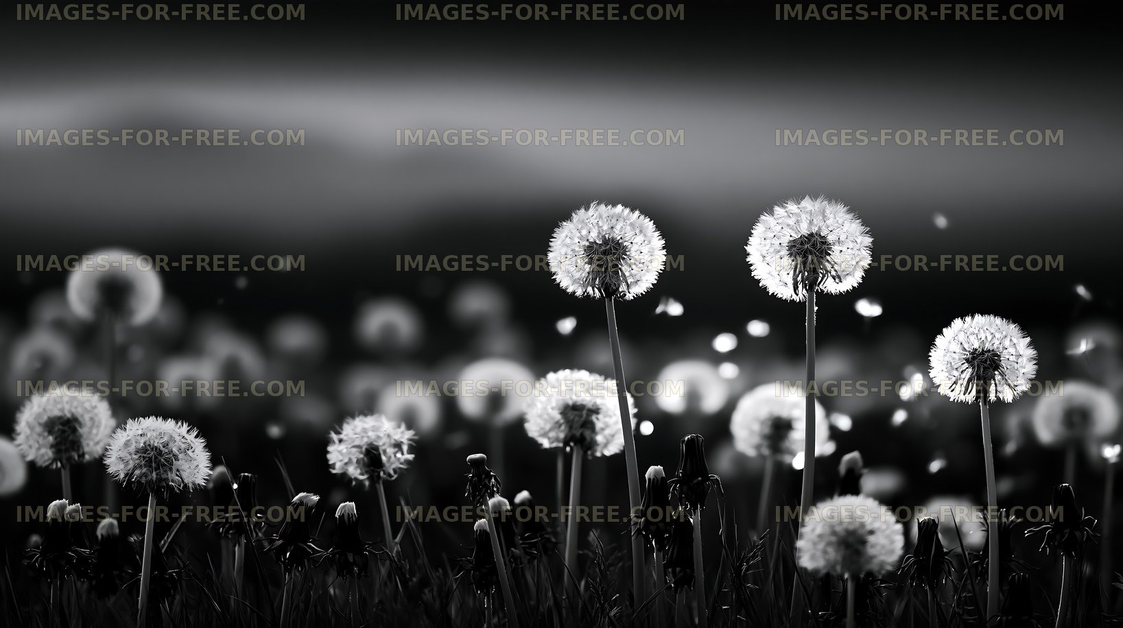 Dandelion field with white flowers in black and white setting