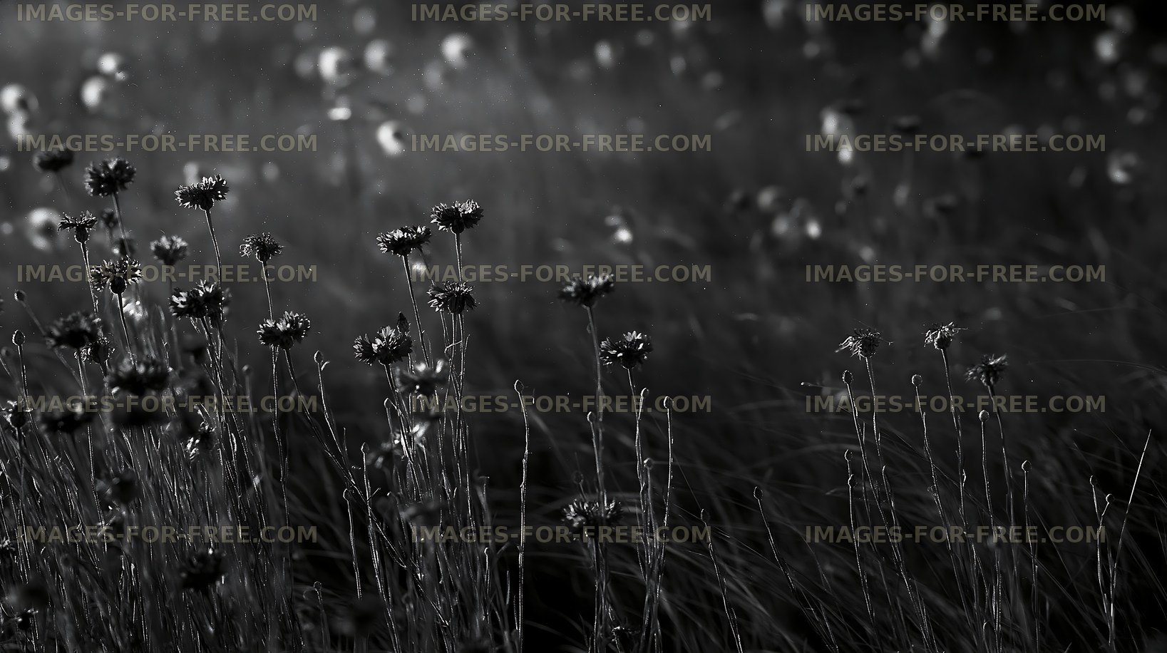 Flowers and grass in a field under soft light