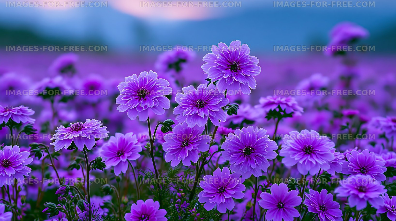 Vibrant purple flowers blooming in a lush field