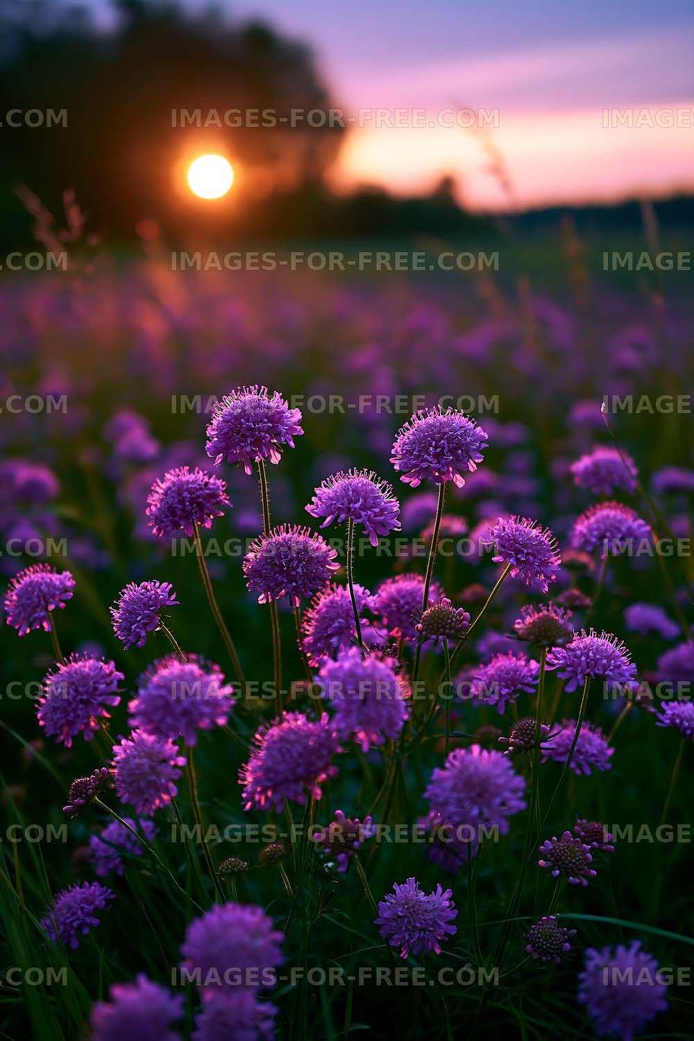 Purple flowers bloom at sunset in a field