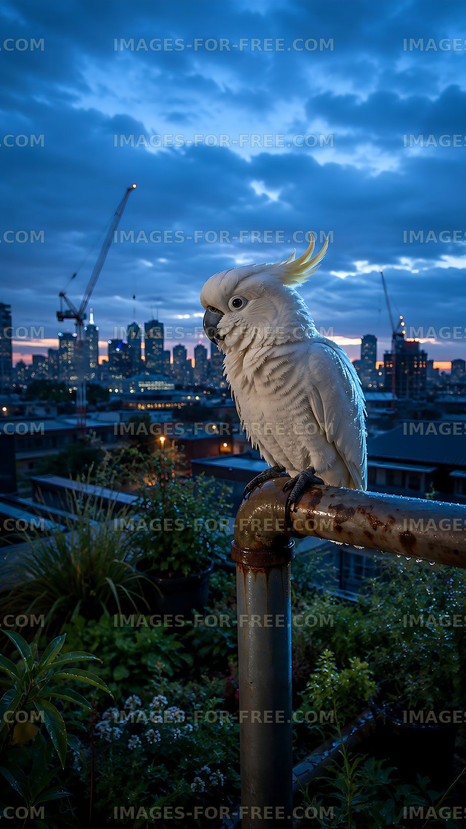 Cockatoo perched on a railing with city skyline at dusk