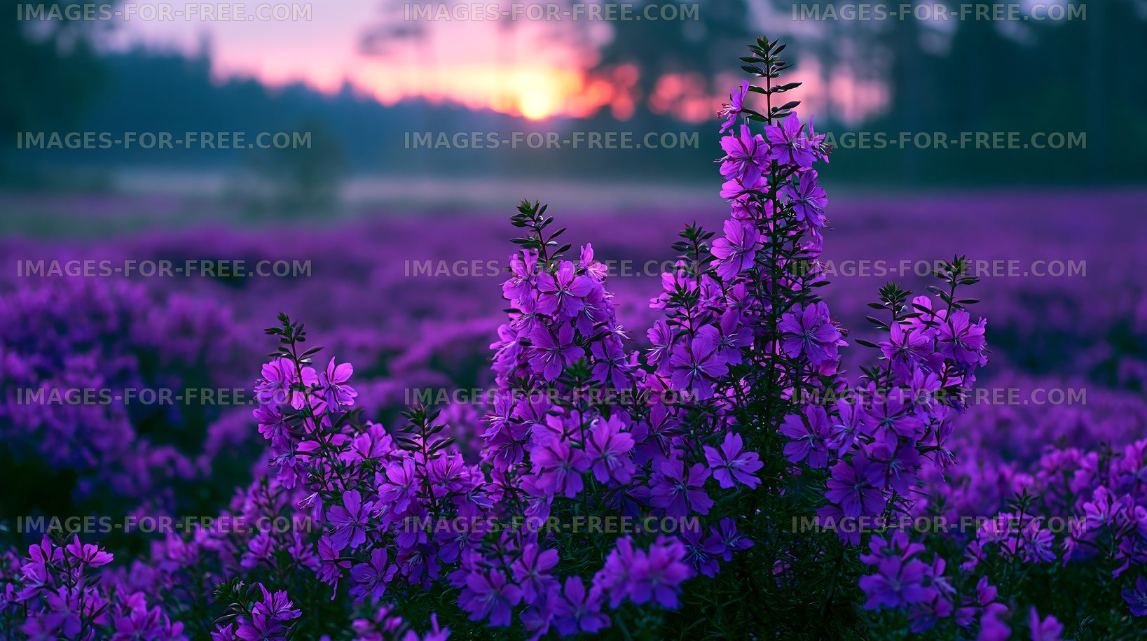 Blooming purple flowers at sunset in a natural landscape