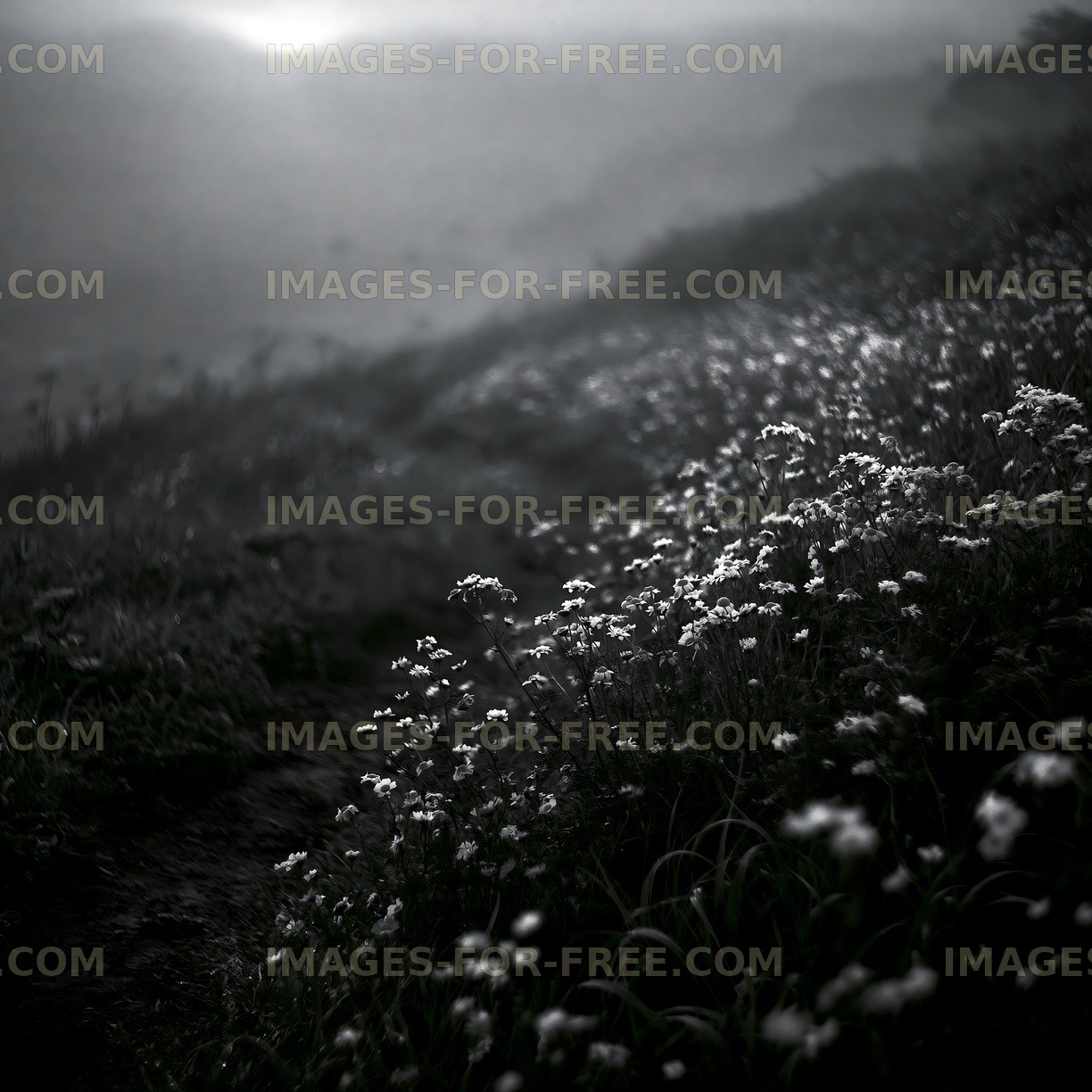 Flowers on a misty slope at dawn