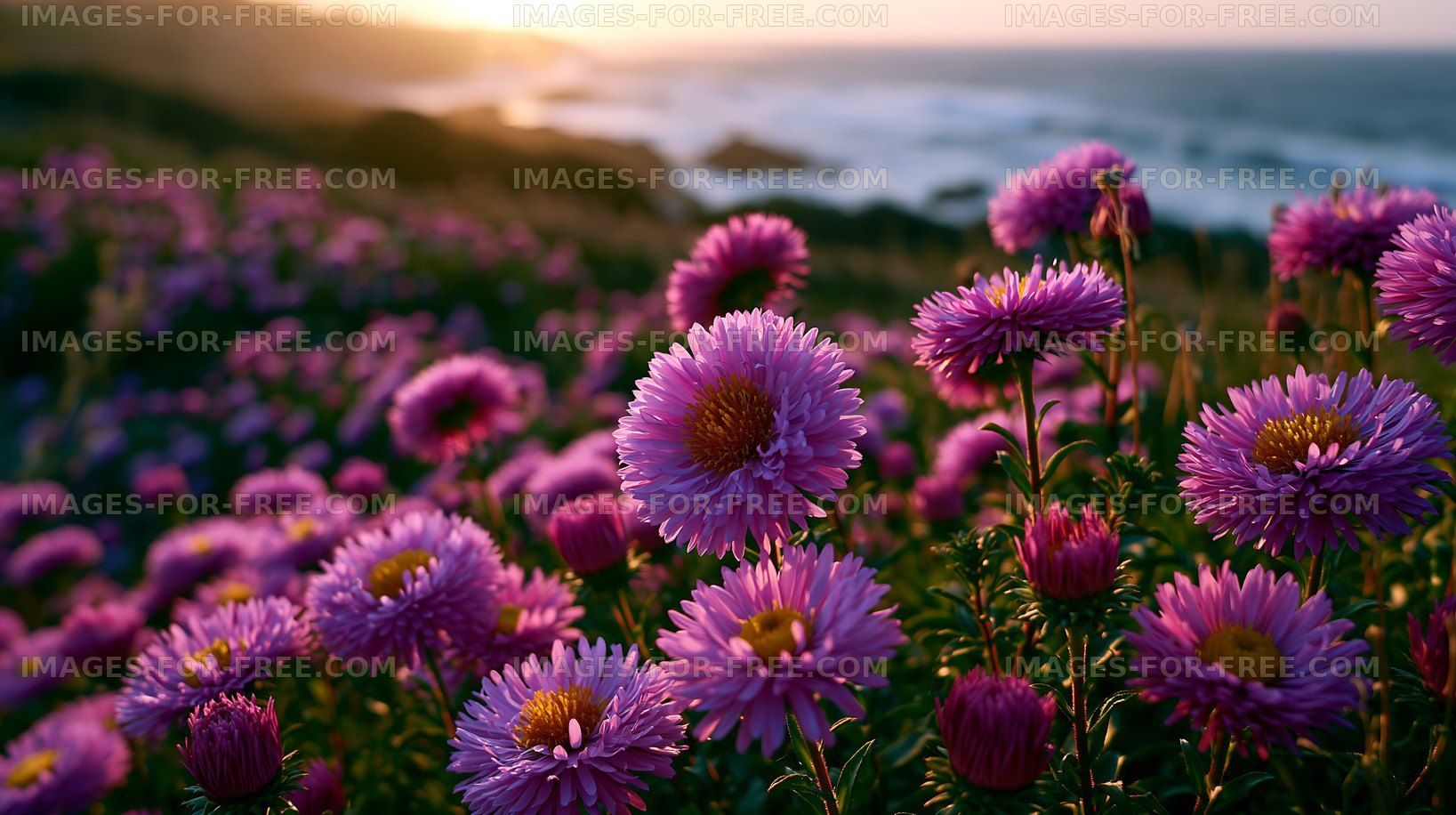 Purple flowers bloom near the ocean at sunset
