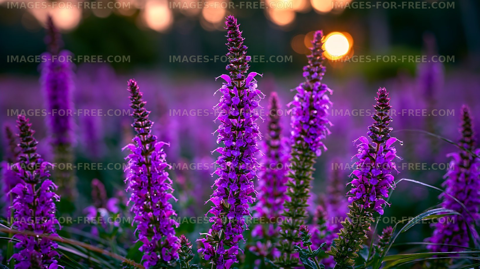 Purple flowers in a field during sunset