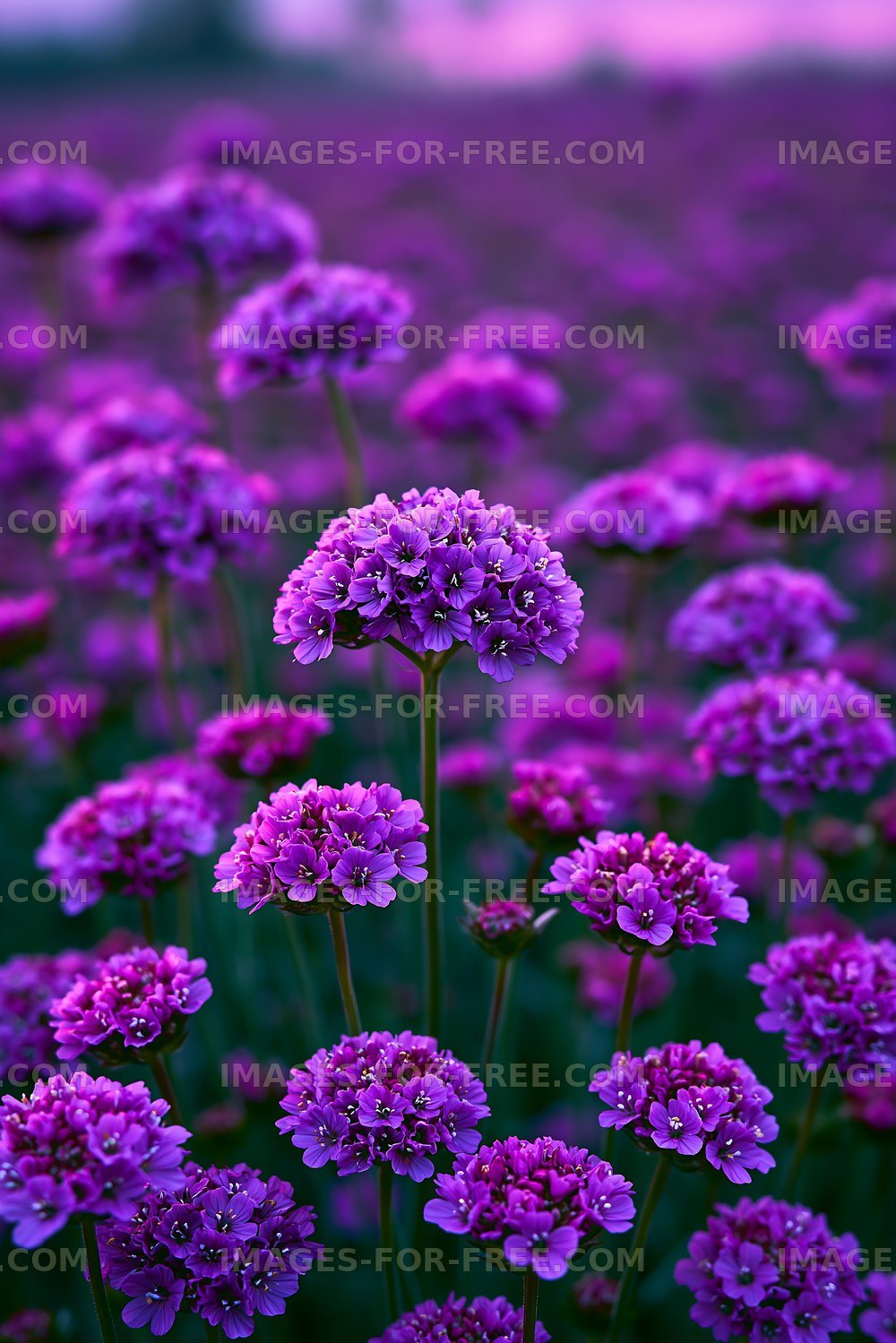 Vibrant purple flowers in a field during sunset