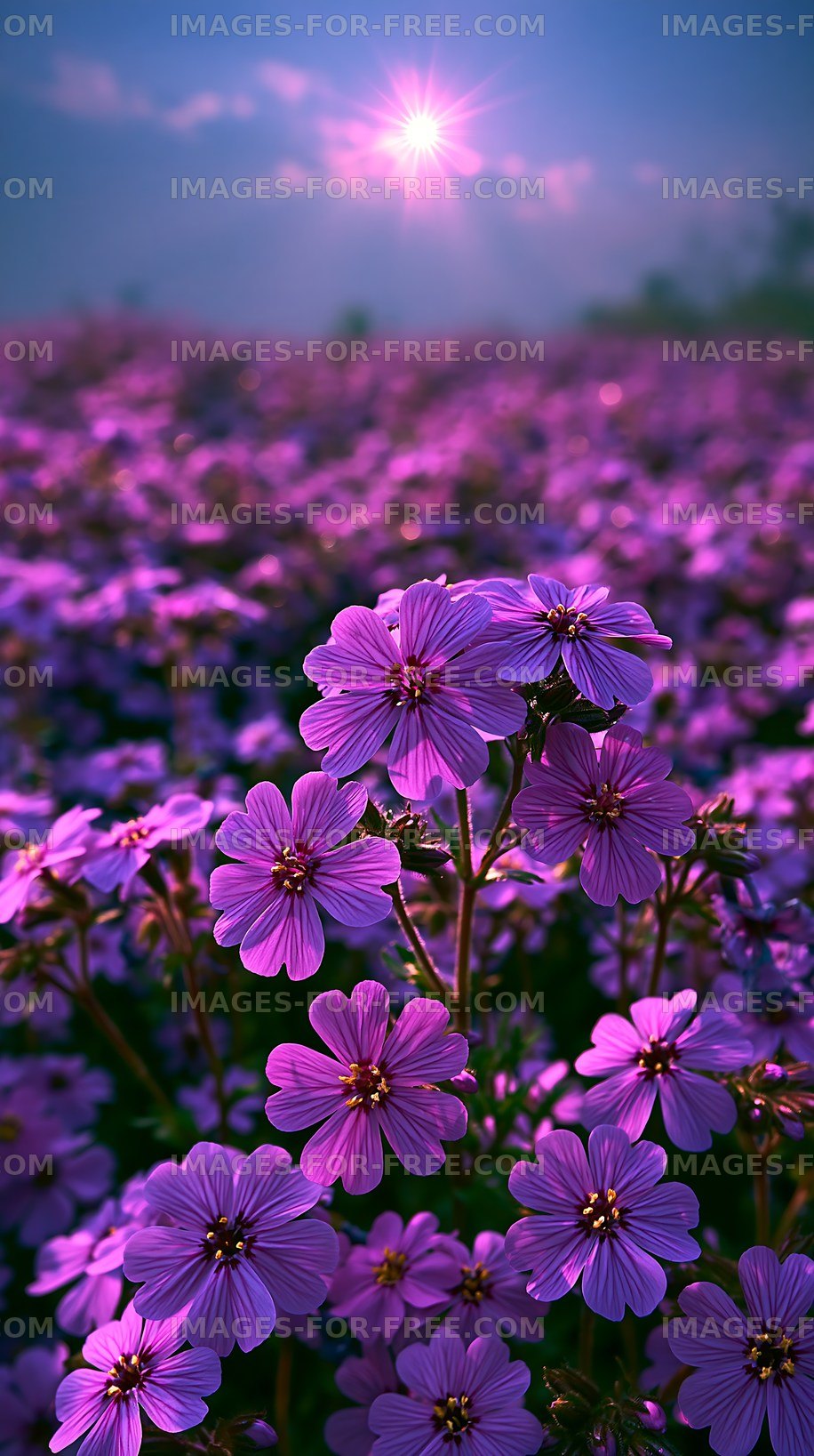Vivid purple flowers blooming under sunlight in a field