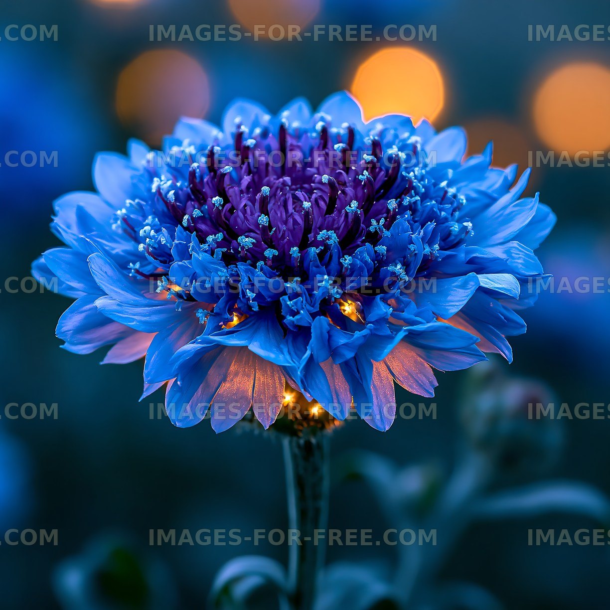 Blue flower close-up with illuminated background