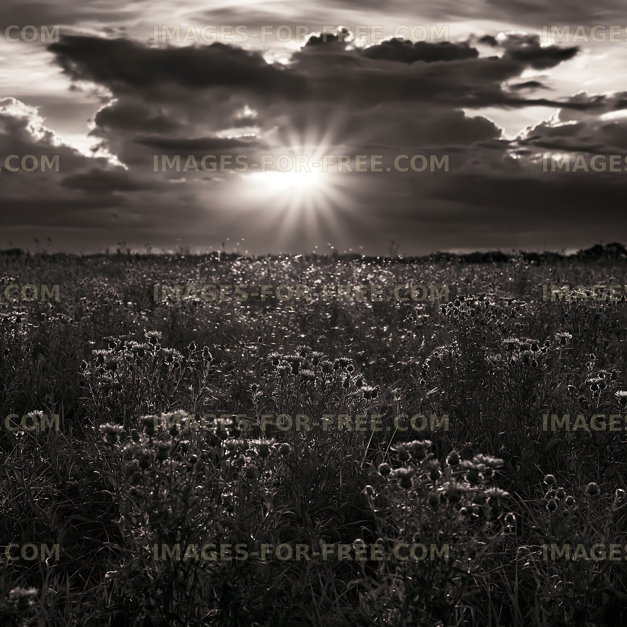 Sunset over a field of flowers with dramatic clouds