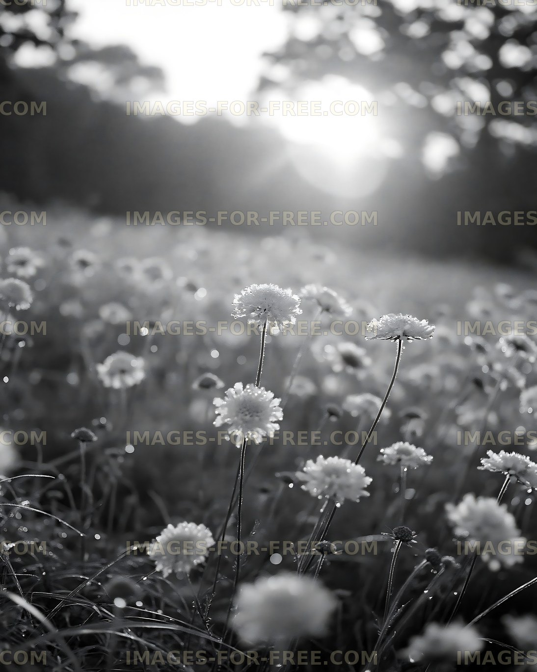 Morning light shines on flowers in an open field