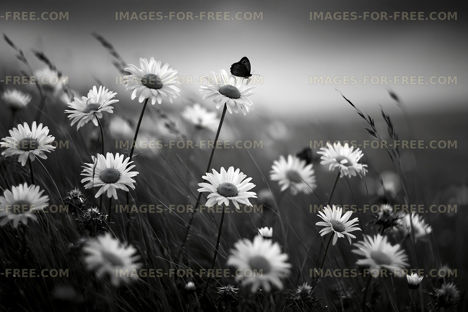 Butterfly on daisies in a field of flowers