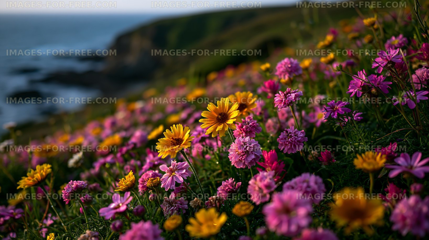 Colorful wildflowers bloom on a coastal hillside at sunset