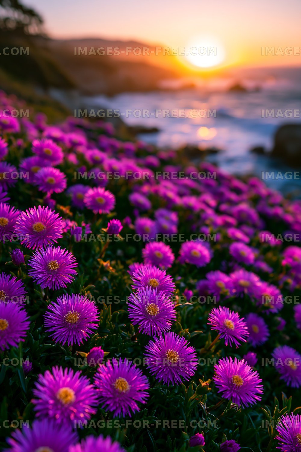 Colorful flowers on a coast during sunset