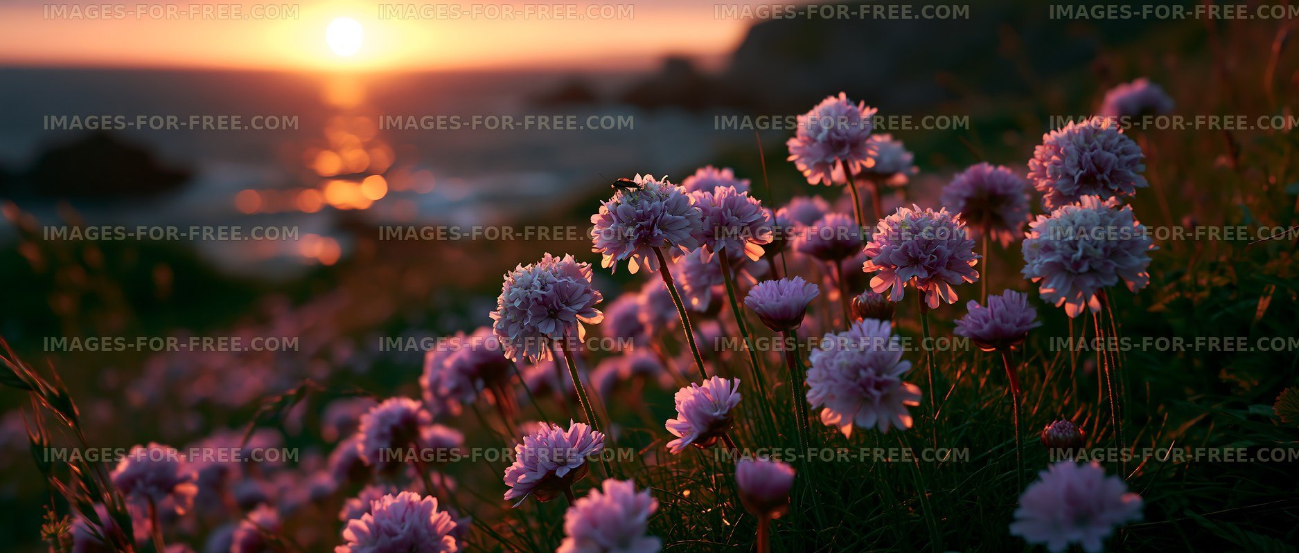 Sunset over flowers by the sea
