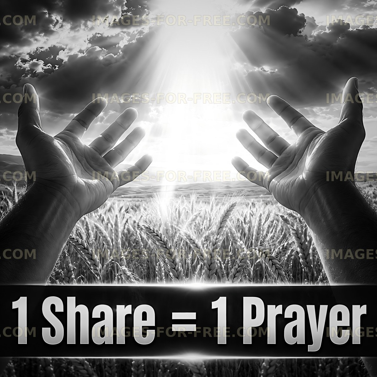 Hands reaching towards light in a wheat field with a message