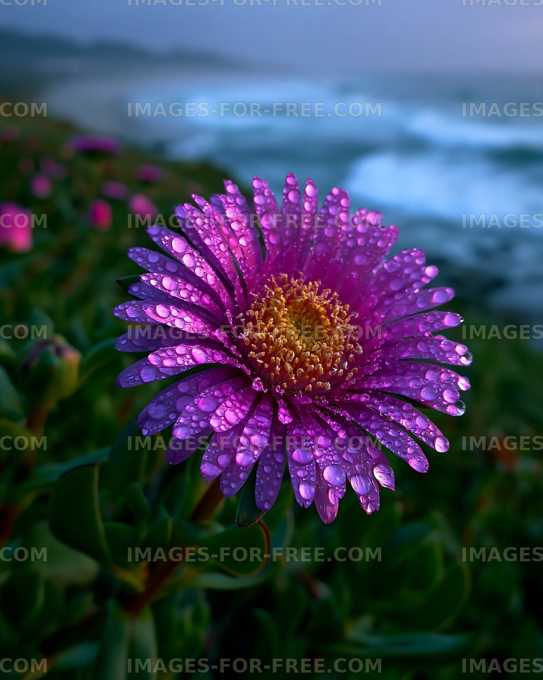 Purple flower with water droplets by the ocean