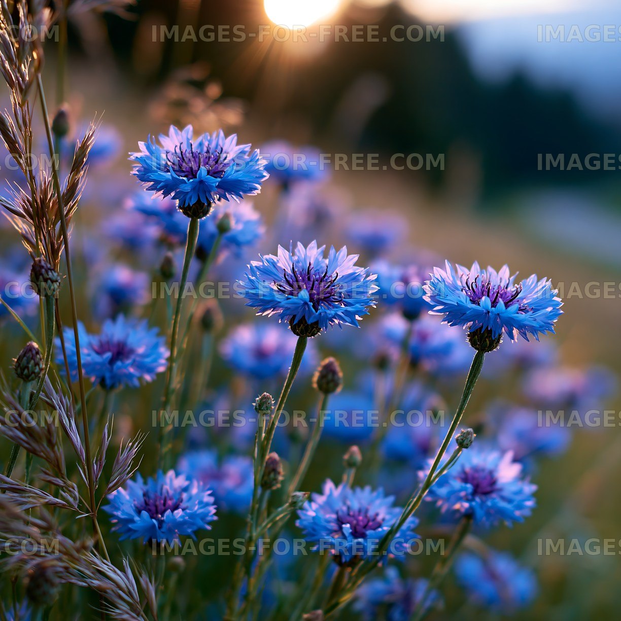 Blue flowers blooming at sunset in a grassy field