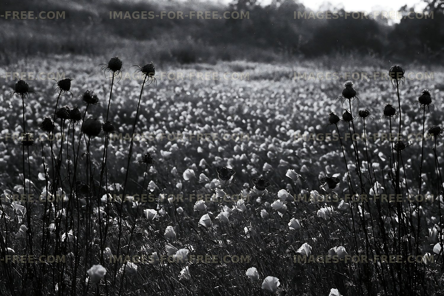 Black and white field of wildflowers with tall stems