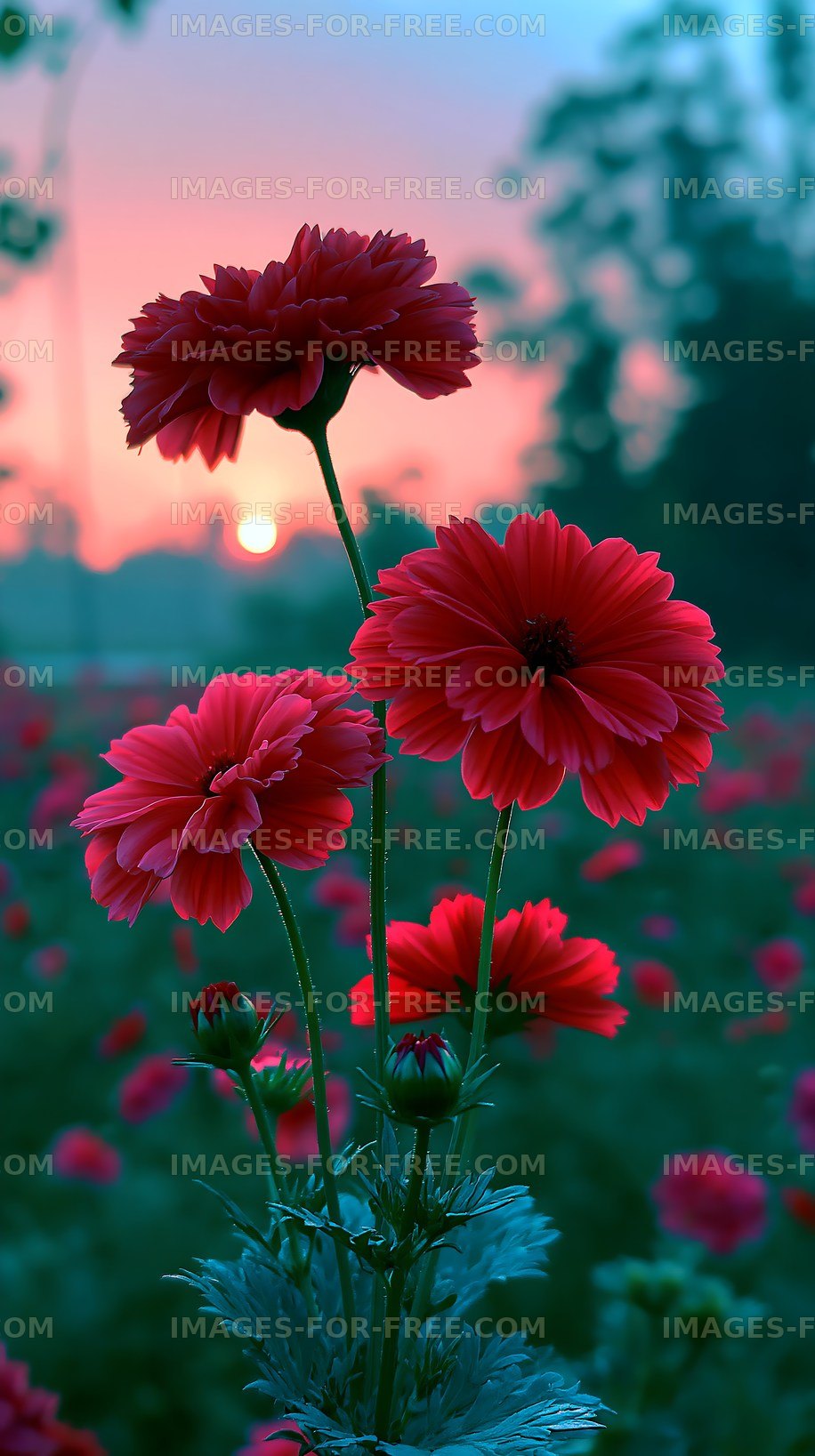 Red flowers against a sunset in a blooming field
