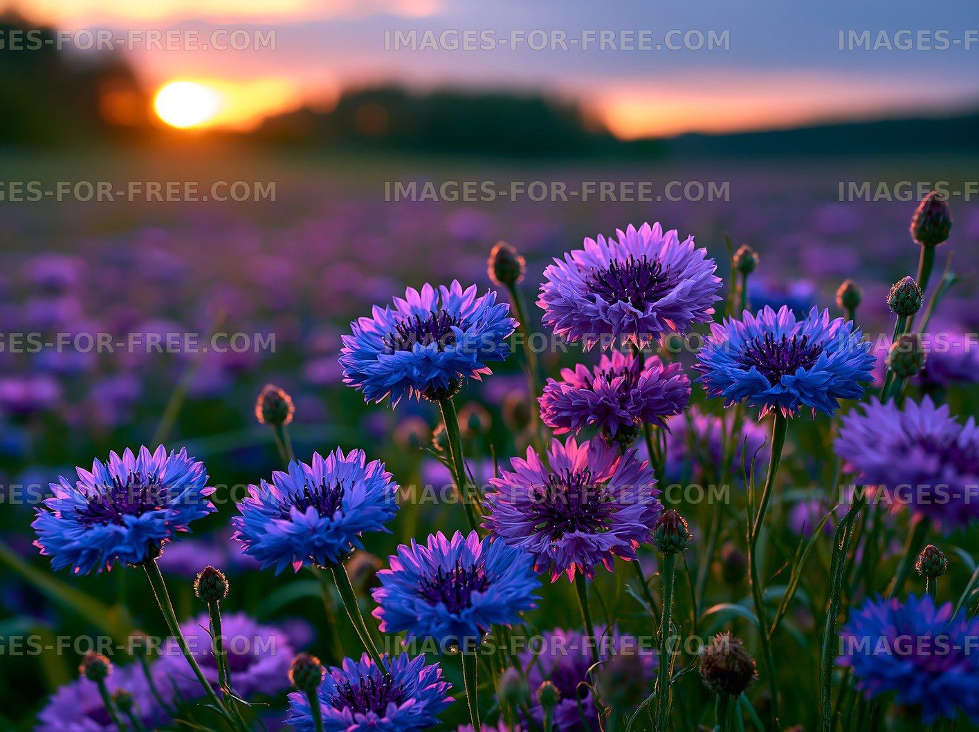 Purple flowers in a field during sunset