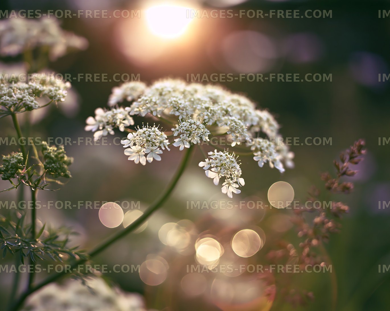 White flowers with sunlight and bokeh effect in a garden