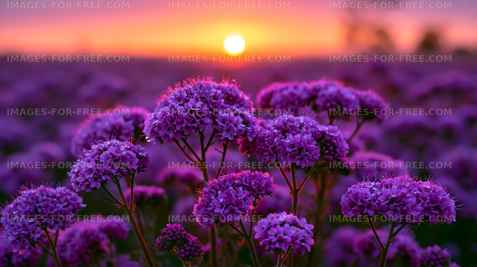 Purple flowers in field during sunset
