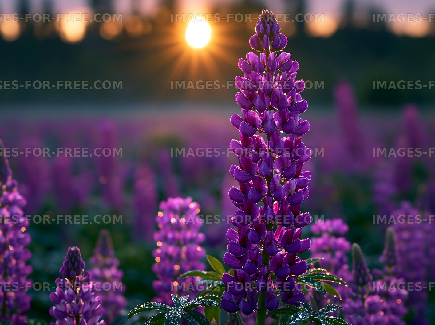 Purple flowers bloom at sunset in a field
