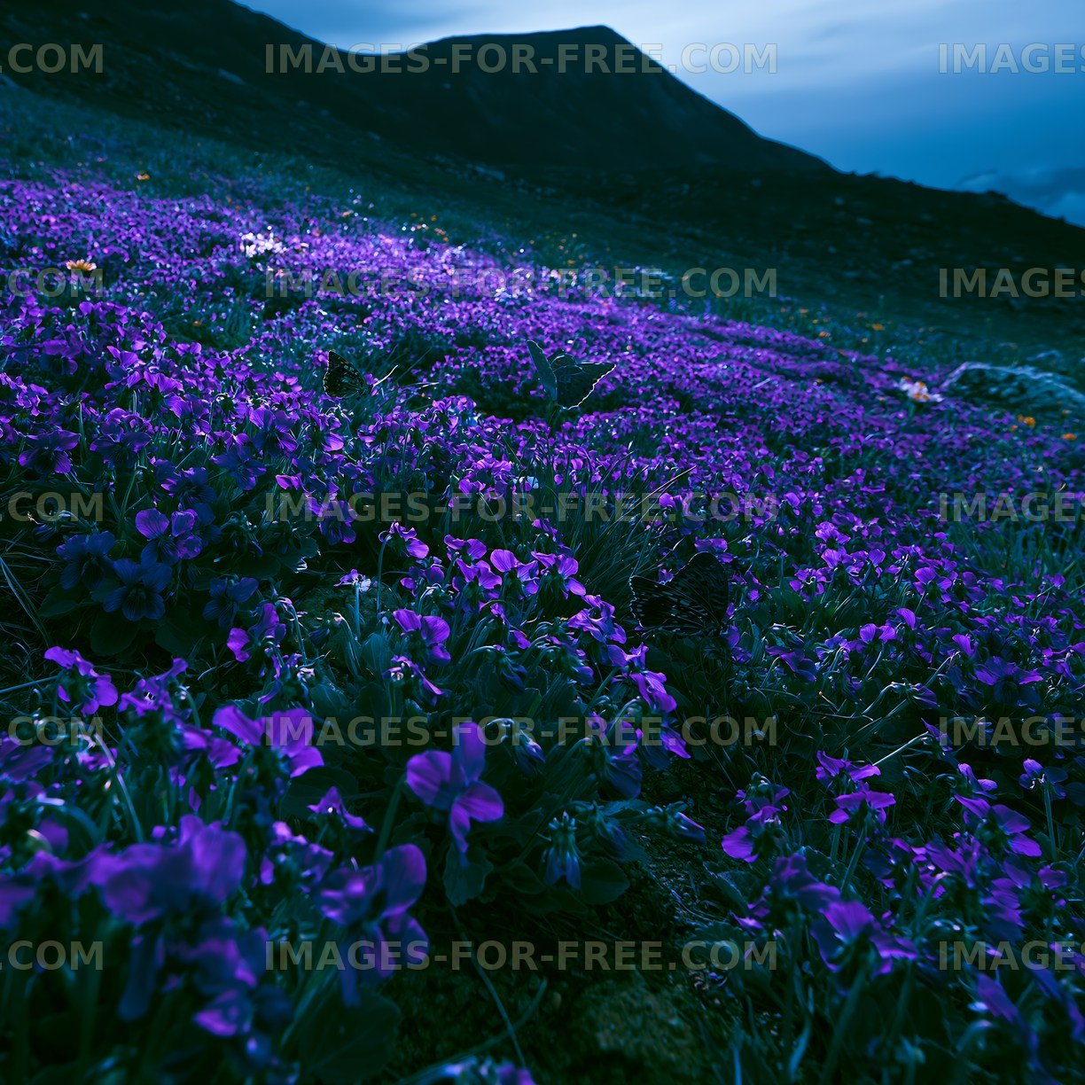 Purple flowers cover hillside at twilight