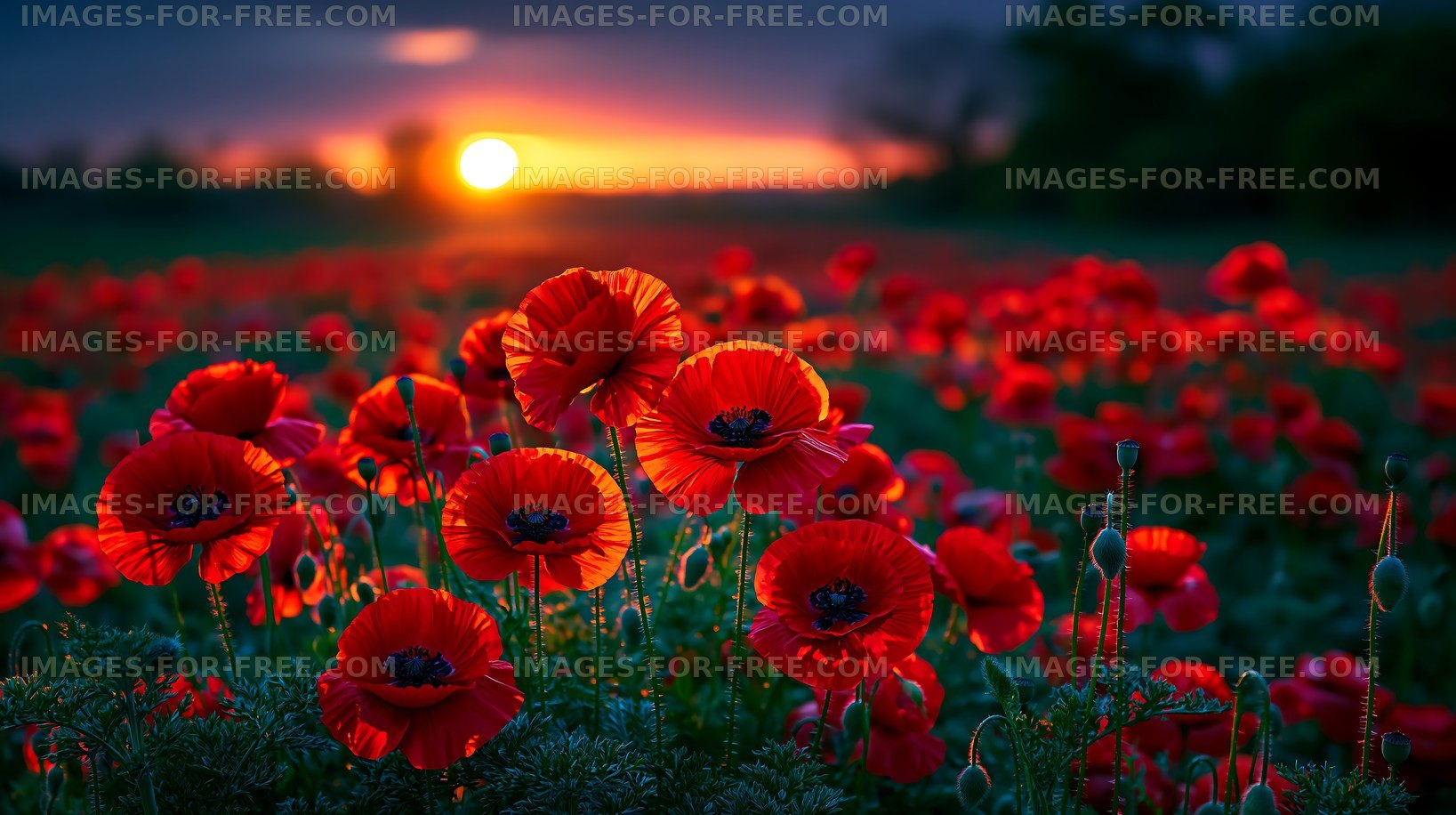 Vibrant red poppy field during sunset in open landscape