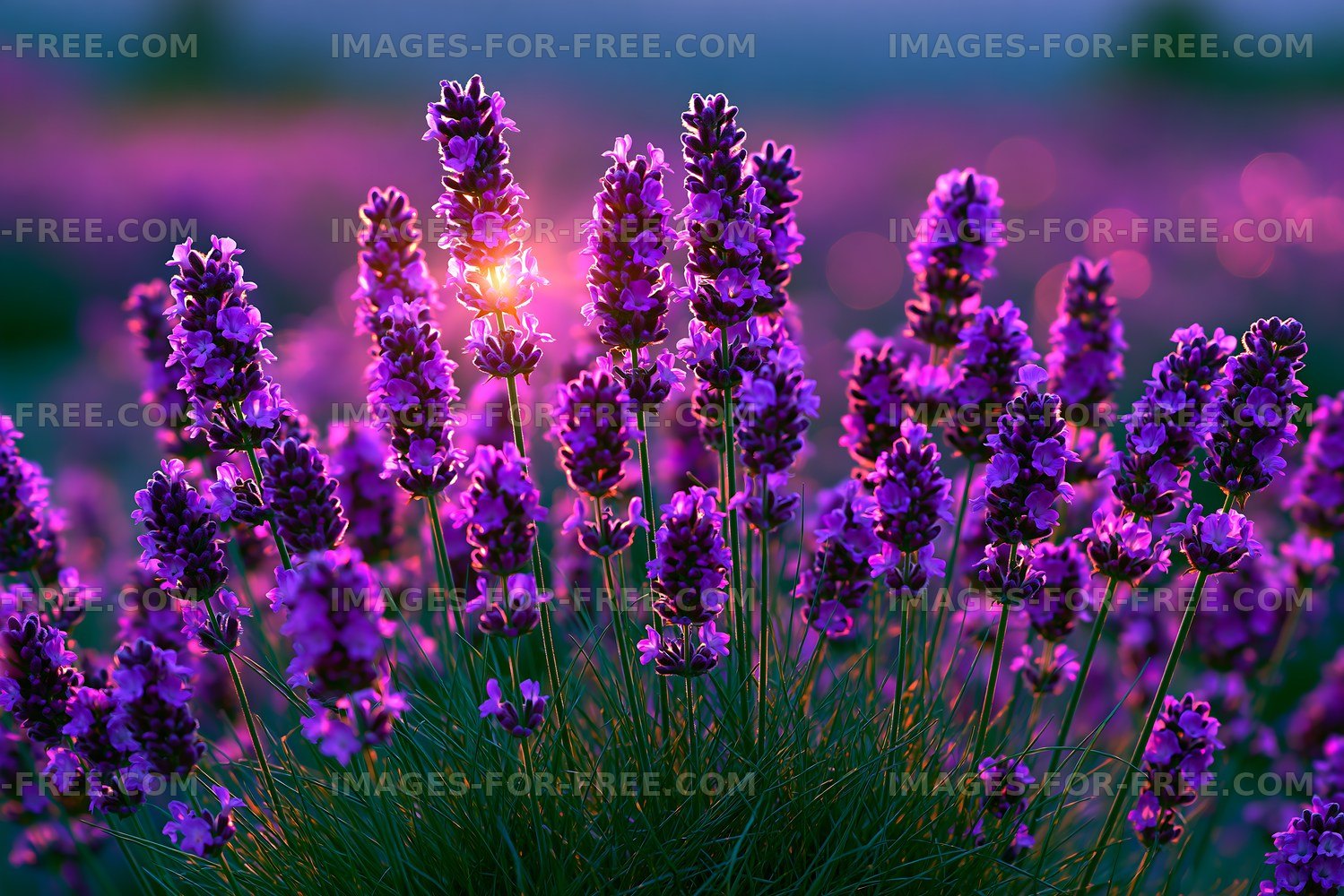 Lavender flowers blooming in a field at sunset