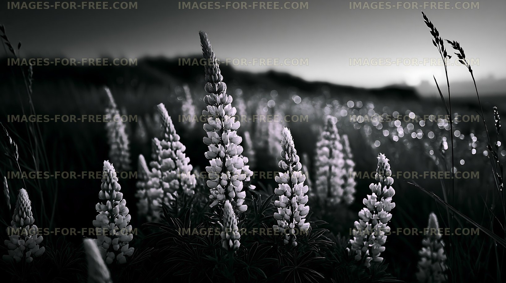 Lupine flowers in a field at dusk