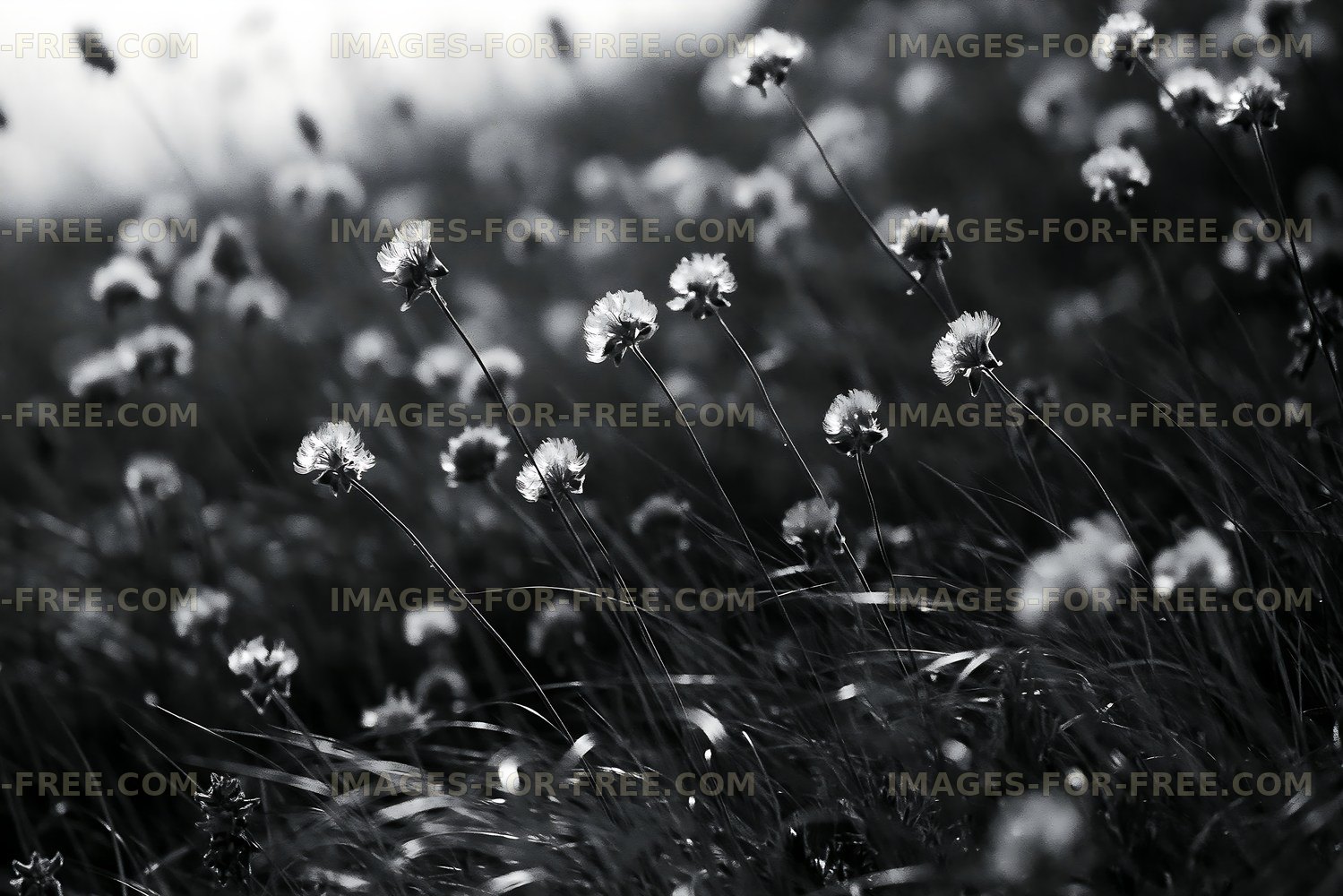 Black and white field of flowers with dew drops in morning light