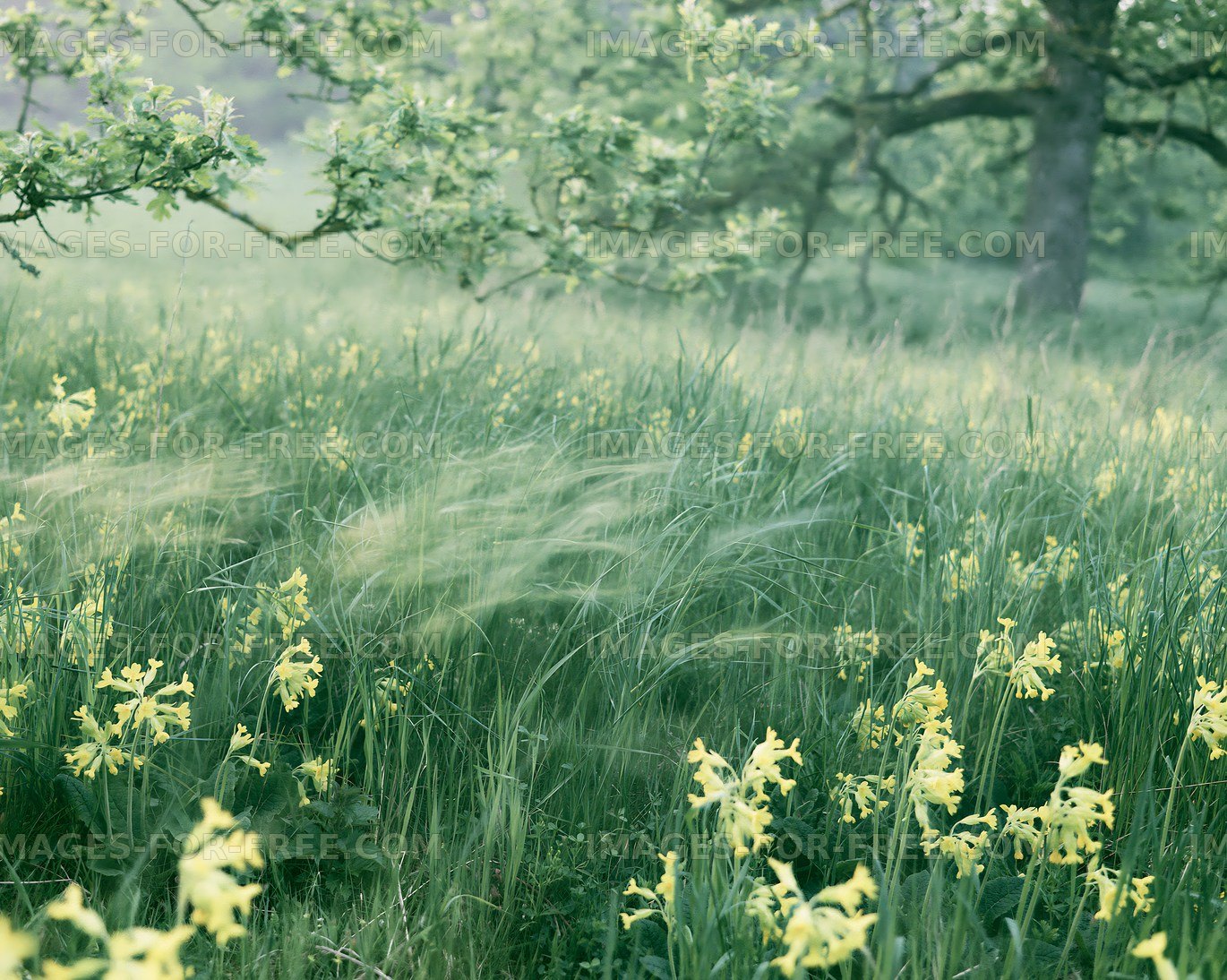 Yellow flowers in green grass field under tree branches