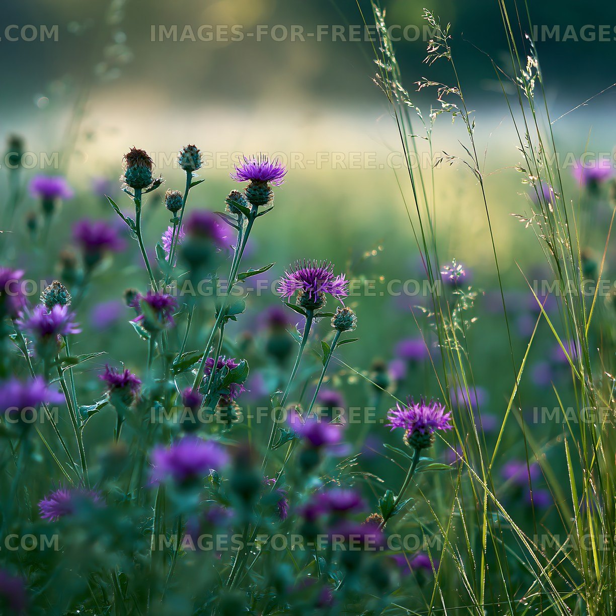 Purple thistle flowers blooming in a field during sunset