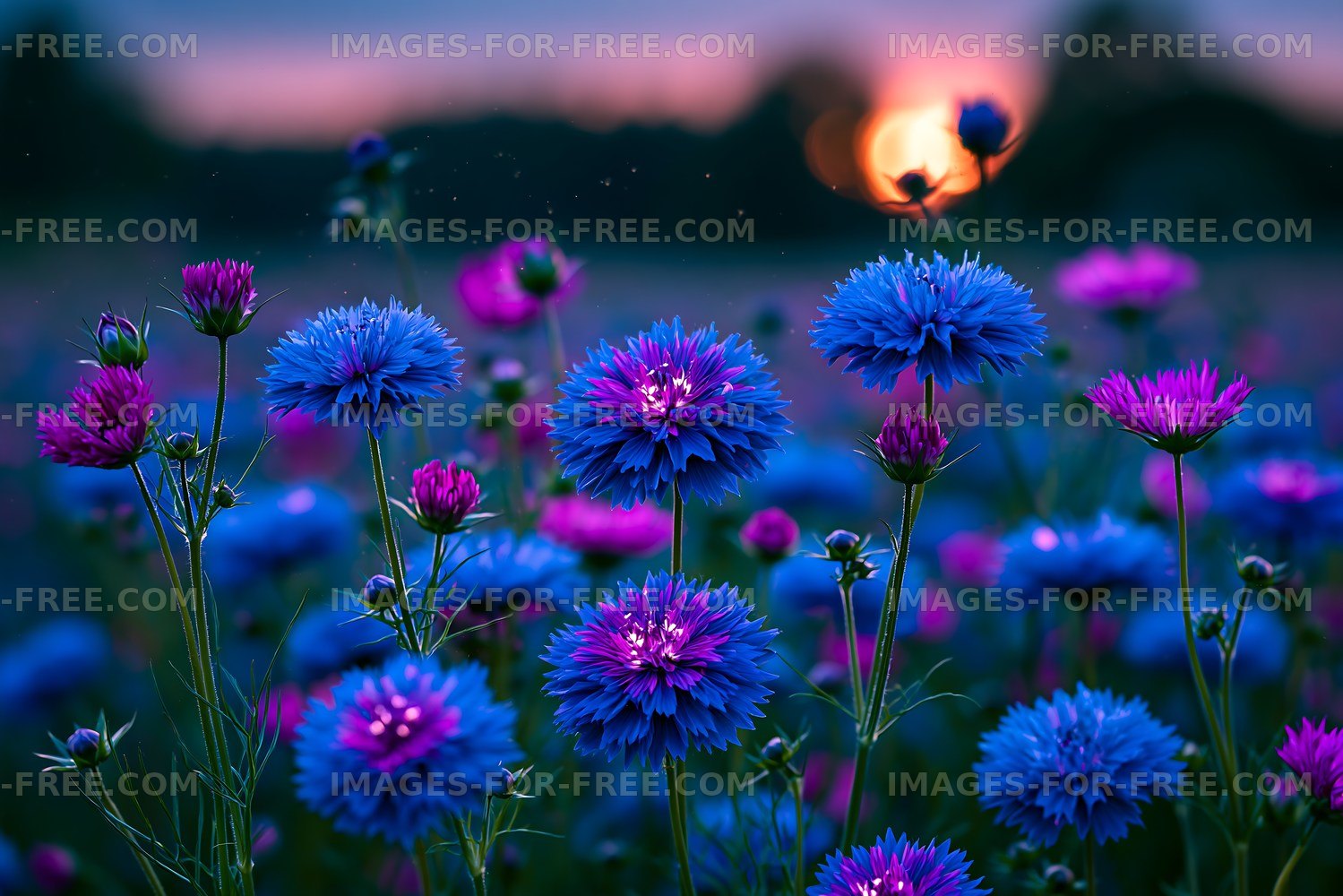 Vibrant flowers bloom during sunset in a field