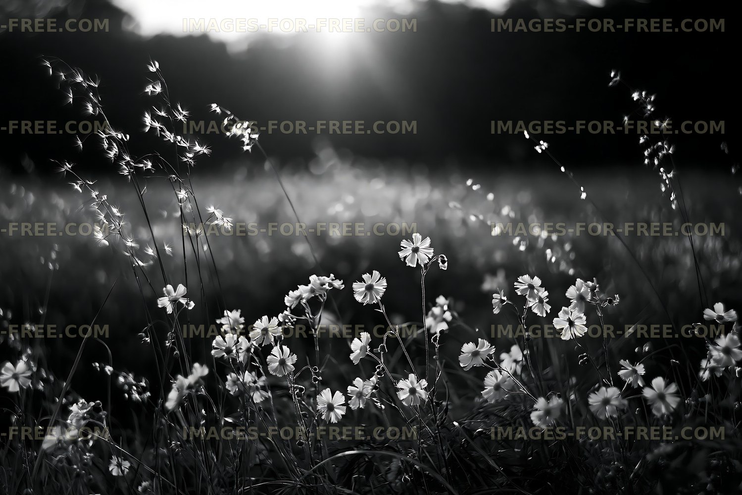 Flowers in a field during sunset
